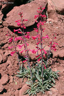 Image of Utah penstemon