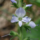 Image of Health Speedwell