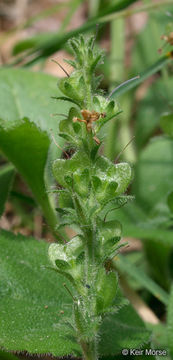 Image of Health Speedwell