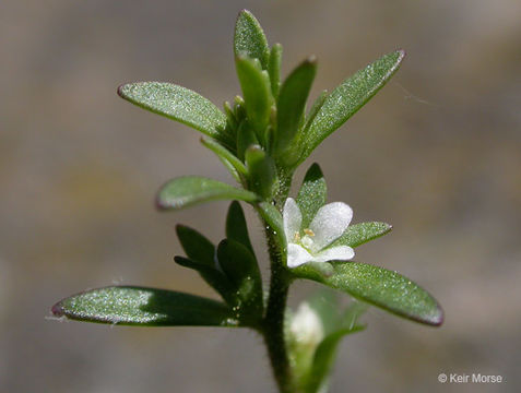 Image of american speedwell