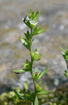 Image of american speedwell