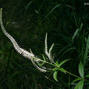 Image of Culver's root