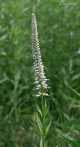 Image de Veronicastrum virginicum (L.) Farw.