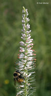 Image of Culver's root