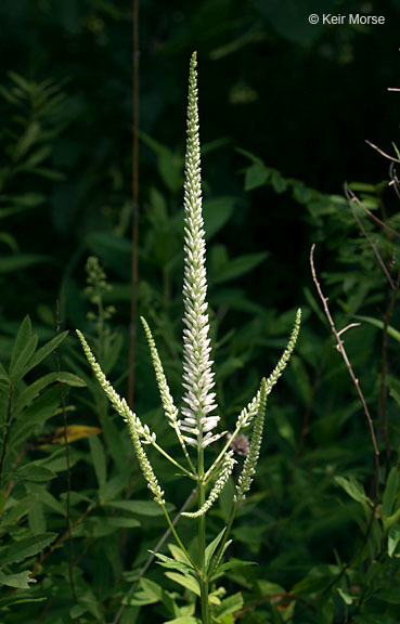 Image of Culver's root
