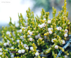 Image of juniper mistletoe