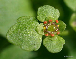 Слика од Chrysosplenium americanum Schwein. ex Hook.