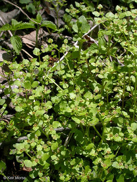 Image of American golden saxifrage