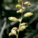 Image of Richardson's Alumroot