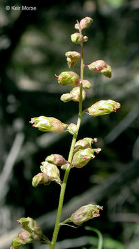 Heuchera richardsonii R. Br. resmi