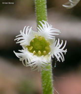 Image of twoleaf miterwort