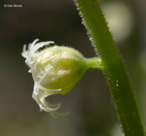 Image of twoleaf miterwort