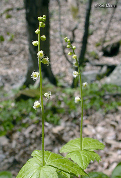 Image of twoleaf miterwort