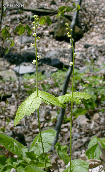 Image of twoleaf miterwort