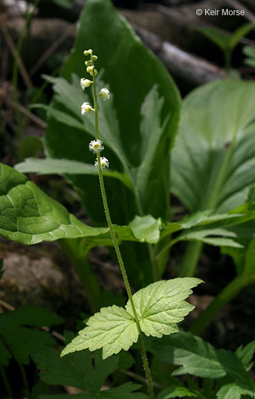 Image of twoleaf miterwort