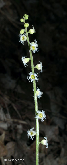 Image of twoleaf miterwort