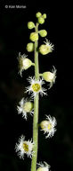 Image of twoleaf miterwort