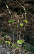 Image of twoleaf miterwort