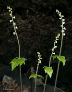 Image of twoleaf miterwort