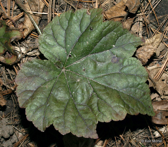 Image of twoleaf miterwort