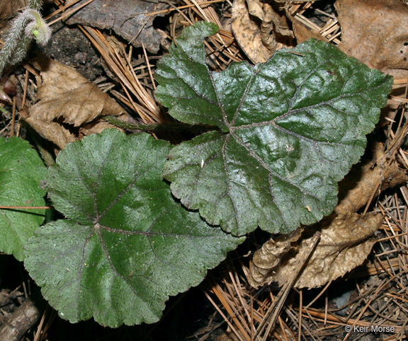 Image of twoleaf miterwort