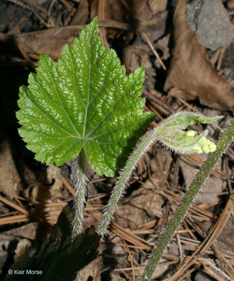 Image of twoleaf miterwort