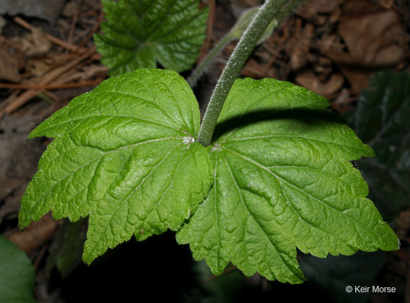 Image of twoleaf miterwort