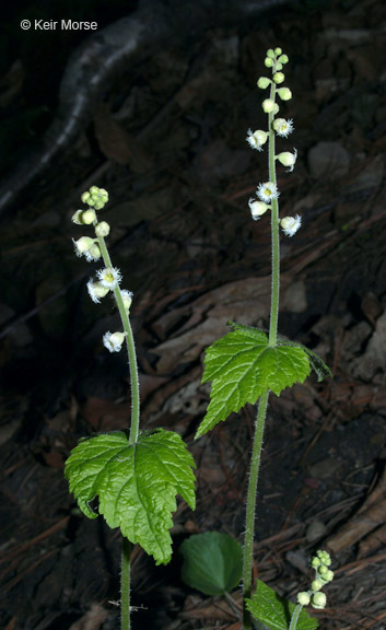 Image of twoleaf miterwort