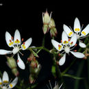 Micranthes petiolaris (Raf.) Brouillet & Gornall resmi