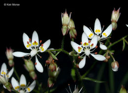 Micranthes petiolaris (Raf.) Brouillet & Gornall resmi