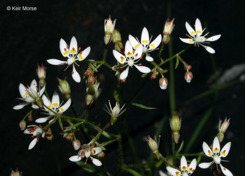 Micranthes petiolaris (Raf.) Brouillet & Gornall resmi