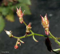 Micranthes petiolaris (Raf.) Brouillet & Gornall resmi