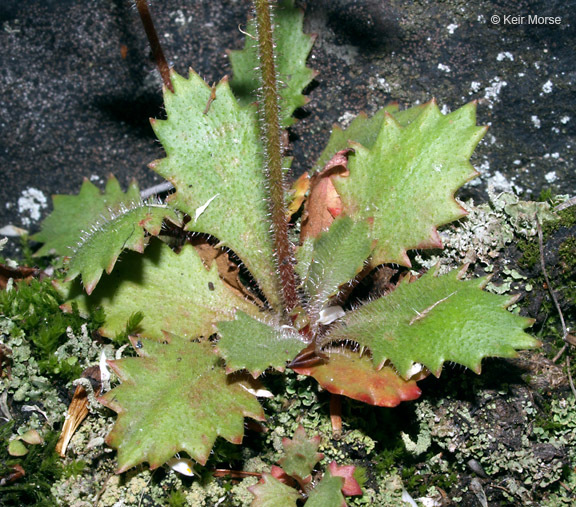 Micranthes petiolaris (Raf.) Brouillet & Gornall resmi