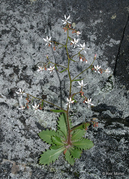 Micranthes petiolaris (Raf.) Brouillet & Gornall resmi