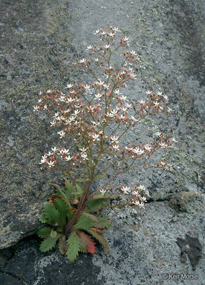 Micranthes petiolaris (Raf.) Brouillet & Gornall resmi