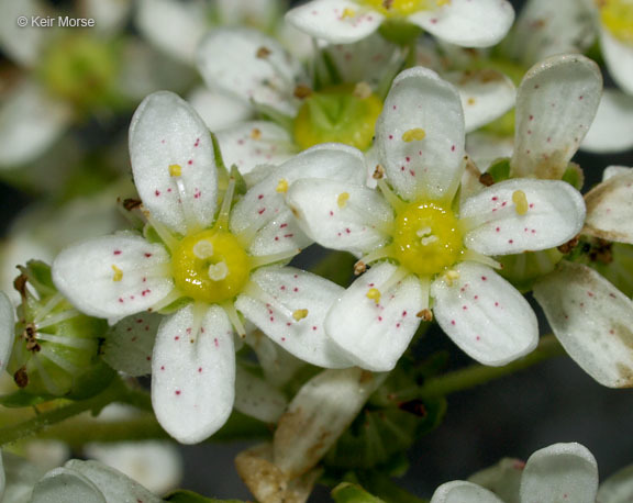 Image of Livelong Saxifrage