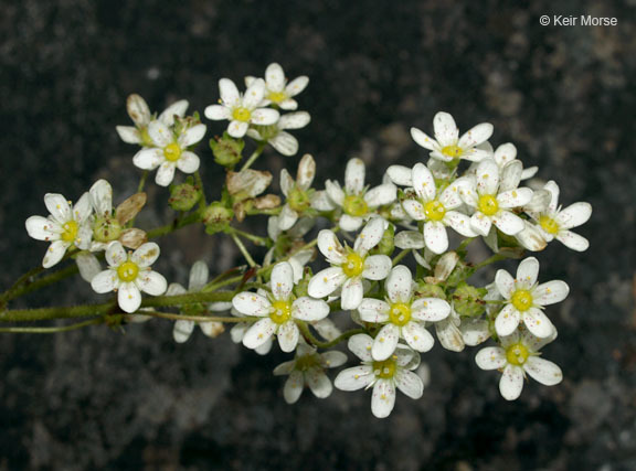 Image of Livelong Saxifrage