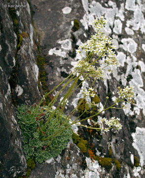 Image of Livelong Saxifrage