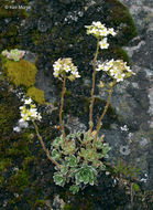 Image of Livelong Saxifrage