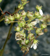 Image of Livelong Saxifrage