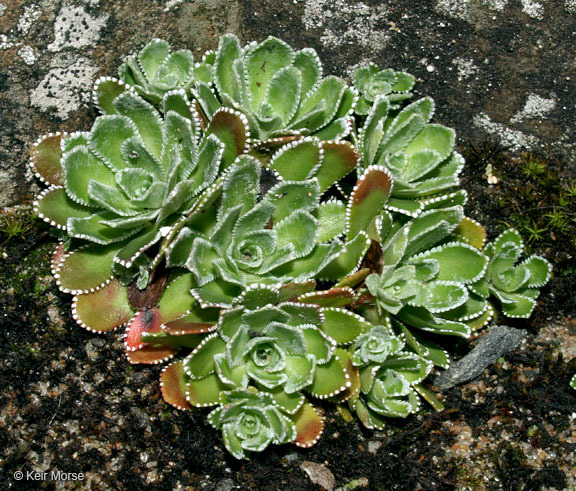 Image of Livelong Saxifrage