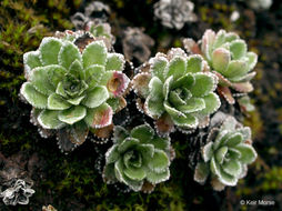 Image of Livelong Saxifrage