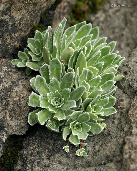 Image of Livelong Saxifrage