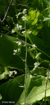 Image of Eastern Swamp Pseudosaxifrage