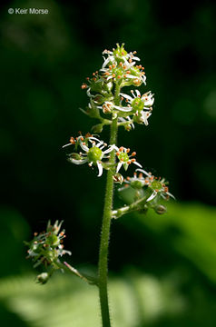 Image of Eastern Swamp Pseudosaxifrage