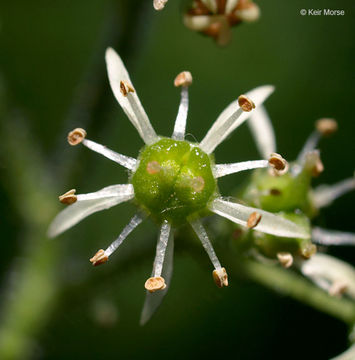 Image of Eastern Swamp Pseudosaxifrage