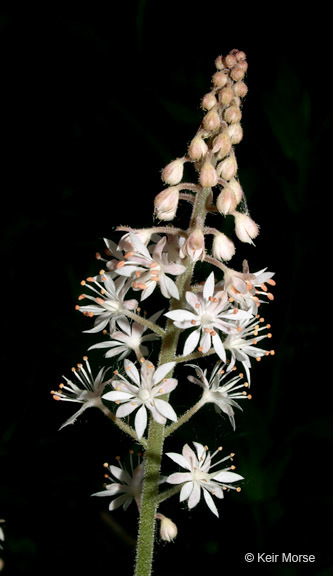 Image of Heartleaved foamflower