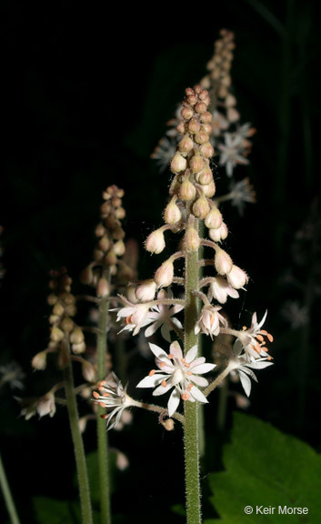 Image of Heartleaved foamflower