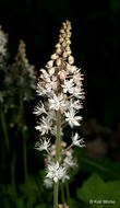 Image of Heartleaved foamflower