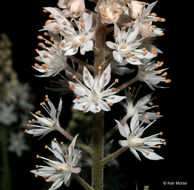 Image de Tiarella cordifolia L.